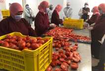 Egypt agricultural exports surge by $980 million 