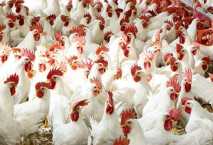 Food Security & Mountain Apex partner for poultry protein 