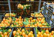 Food exports soar, Saudi Arabia tops import list 