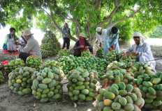 343 export permits issued for Egyptian crops; top sellers potatoes, mangoes