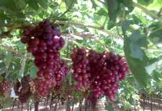 Egypt opens Vietnamese market for Grapes