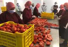 Egypt's food exports surge; tomatoes, citrus lead  