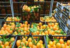 Food exports soar, Saudi Arabia tops import list