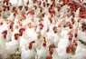 Food Security & Mountain Apex partner for poultry protein