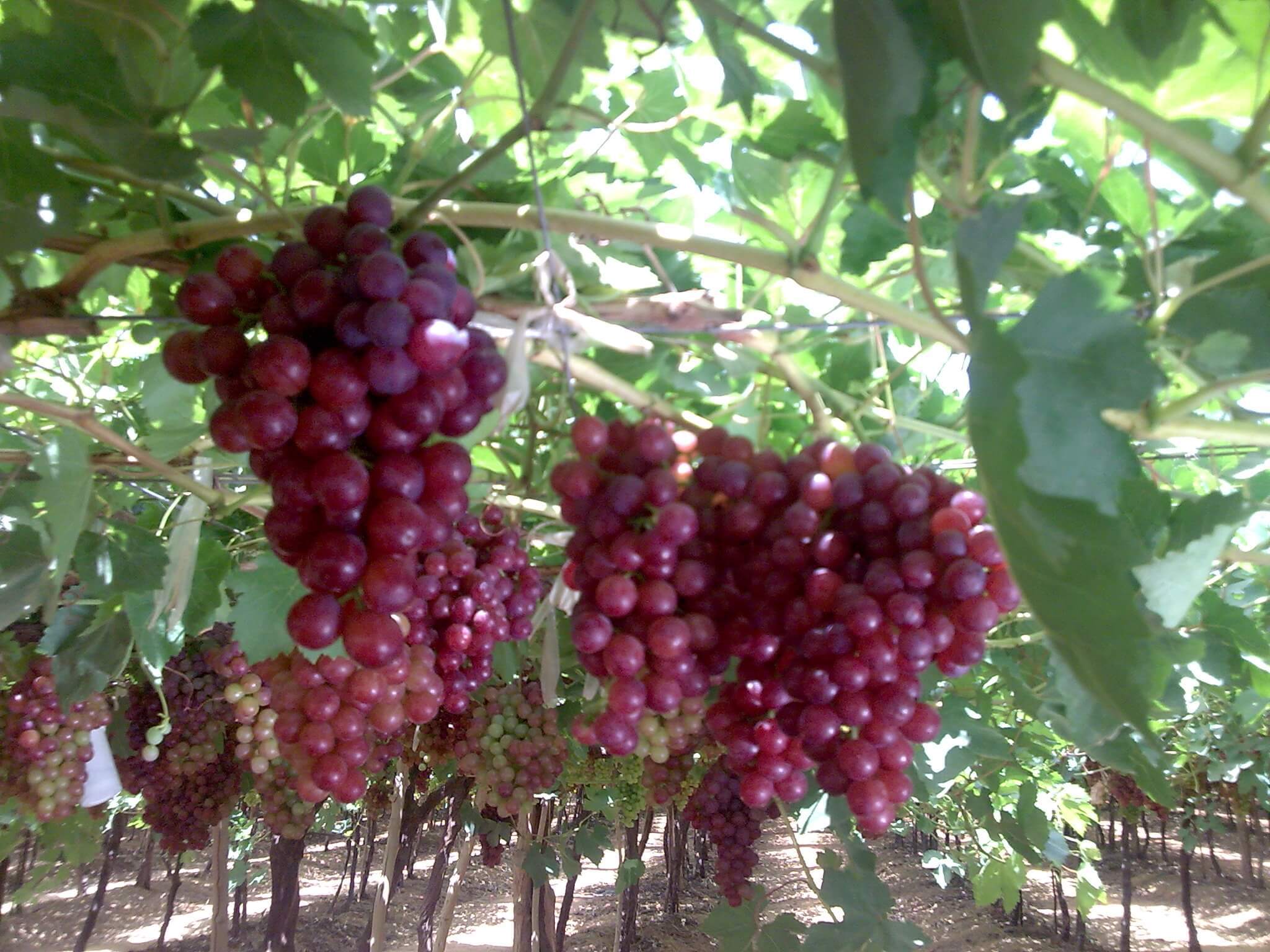 Egypt opens Vietnamese market for Grapes