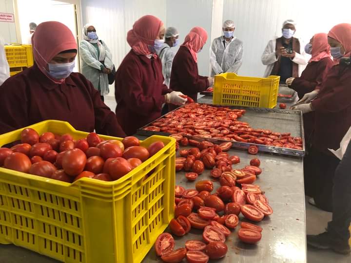 Egypt's food exports surge; tomatoes, citrus lead