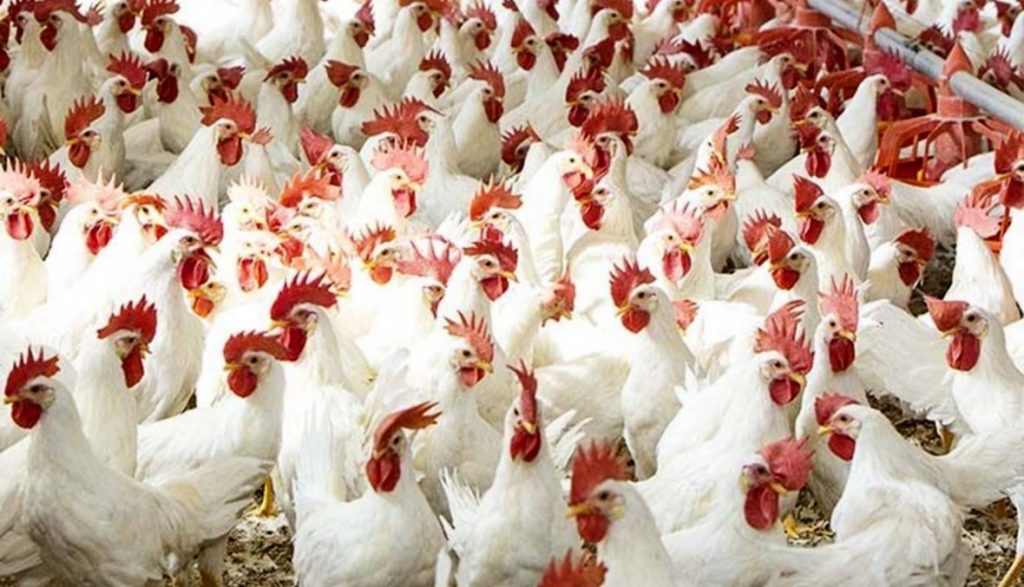 Food Security & Mountain Apex partner for poultry protein