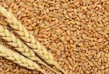 مصادر : 2.2 مليون طن حصيلة استيراد مصر من القمح منذ بداية العام المالي 