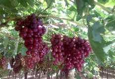 توقعات بانخفاض إنتاج مصر من العنب بنسبة ١٧٪ بسبب موجة الحر الشديد