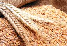 الزراعة: 10 ملايين طن إجمالي محصول القمح المتوقع خلال 2022
