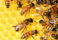 "الزراعة": قدرات كبيرة لمصر في تربية النحل .. واعتماد 15 كيانا للتصدير للسعودية