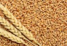 ارتفاع أسعار واردات القمح ٦%