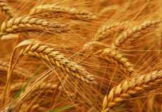 مكتب الشئون الزراعية الأمريكي يشيد بسياسات الحكومة المصرية لمواجهة أزمة القمح