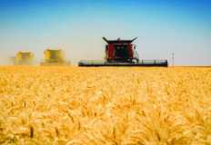 بعد تطوير منظومة الزراعة والتخزين.. هل تستطيع مصر تحقيق الاكتفاء الذاتي من القمح؟