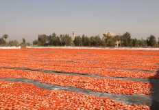 رئيس جمعية الشهيد: ارتفاع أسعار الطماطم بسبب موسم العروات الزراعية