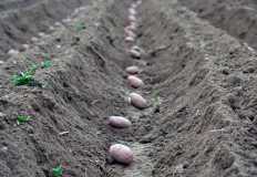 اقبال واسع من المزارعين علي استيراد تقاوي البطاطس