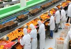 الصادرات الزراعية المصرية  تتواجد بقوة في السوق الياباني