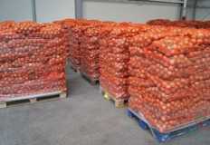 صادرات البطاطس قد تتخطي المليون طن خلال هذا العام لأول مرة
