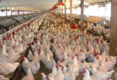 الزراعة : 15 نصيحة لمنتجي الثروة الحيوانية والداجنة لمواجهة الحر  