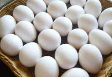 أسعار البيض ترتفع .. العلف والدولار وعشوائية صناعة الدواجن وراء الزيادة (تقرير)
