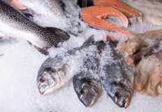 "ايجيبت فيش" تخطط لزيادة إنتاج مصنع الأسماك المبردة بنسبة 50%