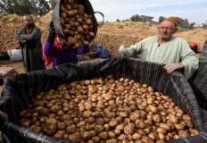 ارتفاع مساحة زراعات البطاطس الخالية من العفن البني إلى 694 ألف فدان