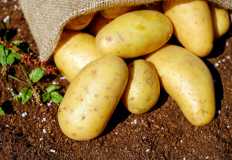 مصر تسجل صادرات قياسية من البطاطس في الموسم الحالي