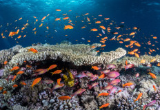 15 مليون دولار من الوكالة الأمريكية للحفاظ على الشعاب المرجانية بالبحر الأحمر